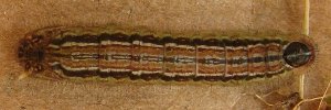 Final Larvae Top of Grassland Copper - Lucia limbaria